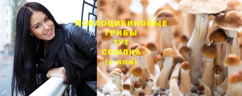 MEGA зеркало  Кинель  Галлюциногенные грибы Cubensis  купить  